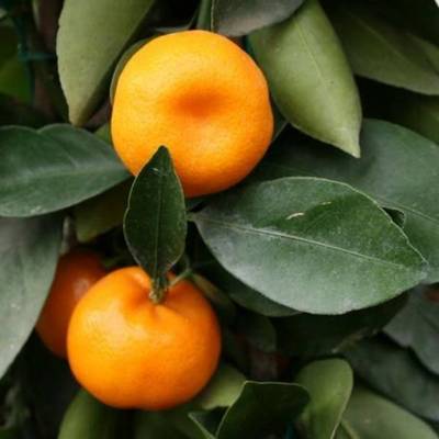 CITRUS MITIS CALAMONDINO
